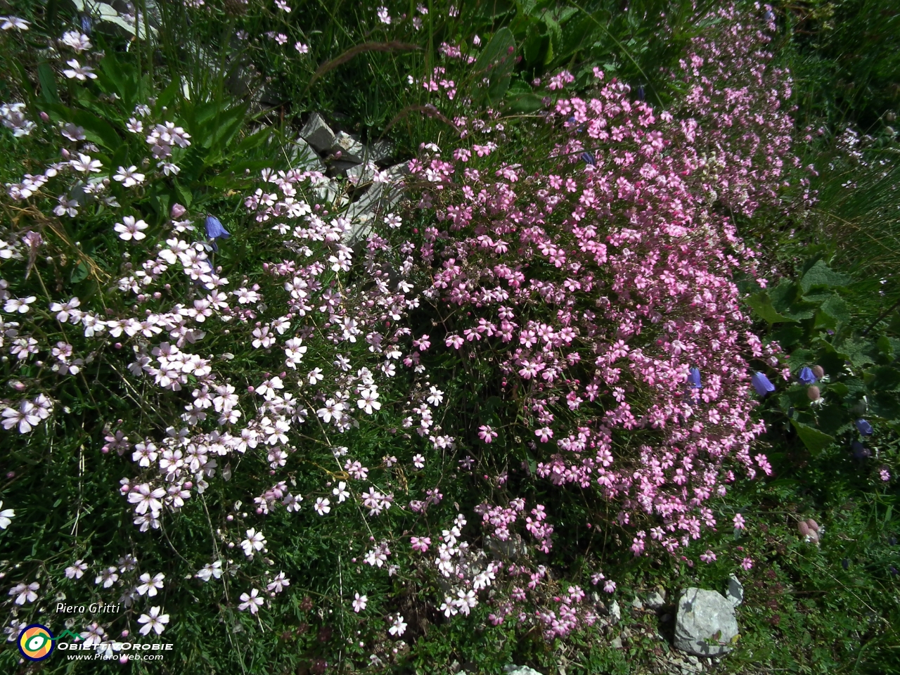 58 Silene a cuscinetto con diversa gradazione di colore.JPG